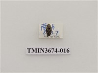 藏品(象鼻蟲(2))的圖片